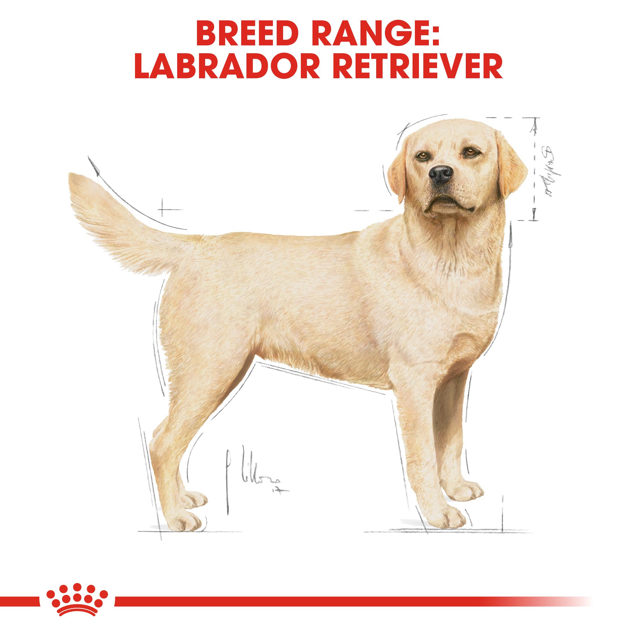 Royal Canin Labrador Retriever Adult Dry Dog Food Sale Royal Canin Labrador Retriever Adult Dry Dog Food Sale