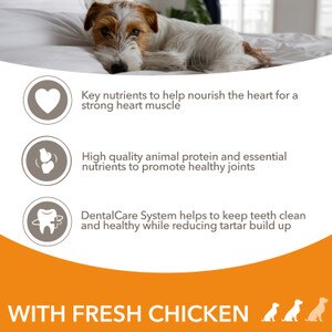 Iams Senior Small/Medium Breed Dog Food Free Delivery