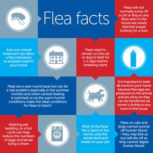 Indorex Defence Household Flea Spray Free Delivery at