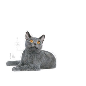 Royal Canin Oral Care Dry Adult Cat Food 8kg Buy Royal Canin