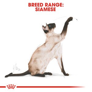 Royal Canin Siamese Dry Adult Cat Food - 10kg - Buy Royal ...